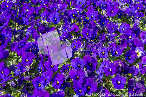 Image of pansy flowers closeup