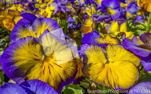 Image of pansy flowers closeup