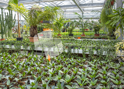 Image of Greenhouse scenery