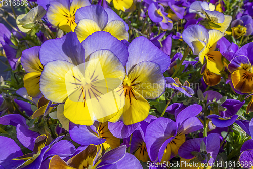 Image of pansy flowers closeup