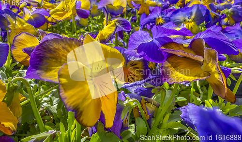 Image of pansy flowers closeup