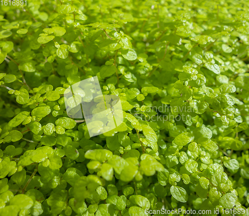 Image of fine green leaves closeup
