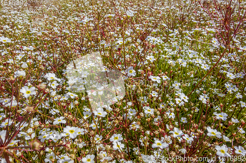 Image of dense white flower vegetation