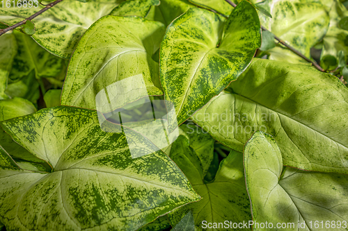 Image of green leaves closeup