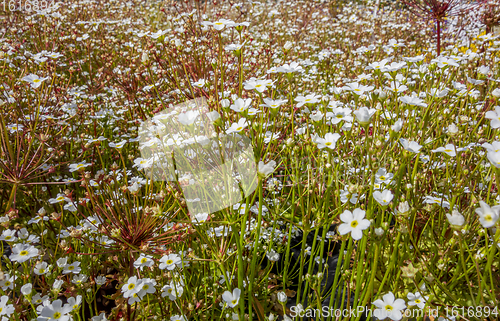 Image of dense white flower vegetation