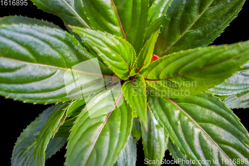 Image of green leaves closeup