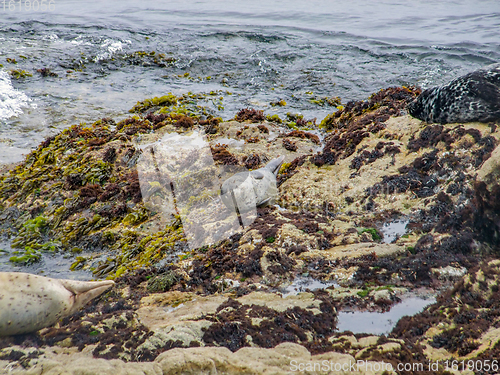 Image of seals in California