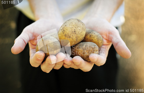 Image of Fresh potatoes