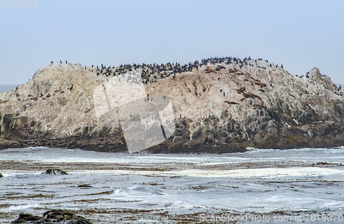 Image of Bird Rock in California