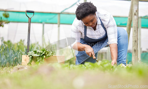 Image of Farm, agriculture farmer and black woman in greenhouse for vegetables, harvest and fresh produce. Farming, sustainability and female person check, picking and collect organic, natural and health food