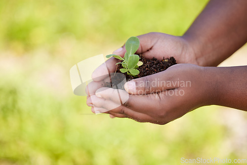 Image of Earth, agriculture and hands of farmer with plant for planting vegetables, harvest and ecosystem. Farming, sustainability and person with dirt, earth and sapling for environment, growth and nature