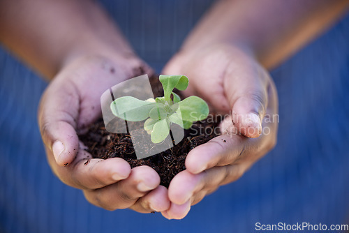 Image of Soil, agriculture and hands of farmer with plant for planting vegetables, harvest and ecosystem. Farming, sustainability and person with dirt, earth and sapling for environment, growth and nature