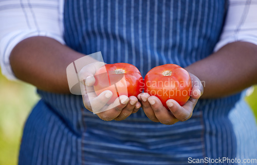 Image of Farm, agriculture and hands of farmer with tomato for vegetables, harvest and fresh produce. Farming, sustainability and female farmer with tomatoes in palms for organic, natural and healthy food