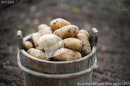 Image of Potatoes