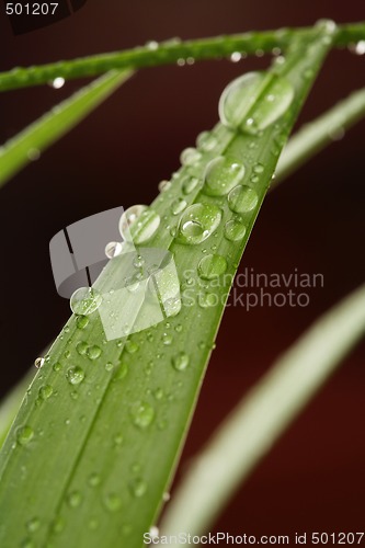 Image of Droplets on a leaf