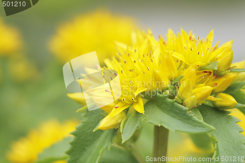 Image of Yellow Kamtschat sedum flower