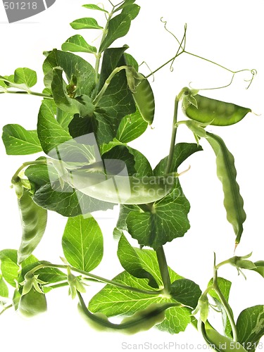 Image of Sugar peas