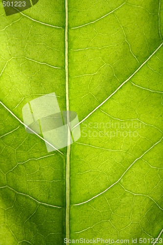 Image of Green leaf macro