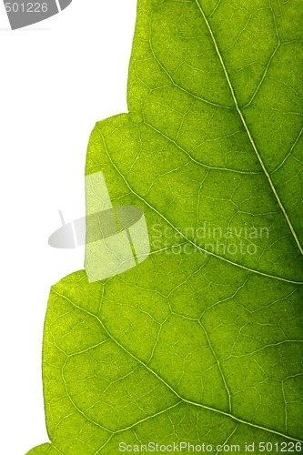 Image of Leaf Edge