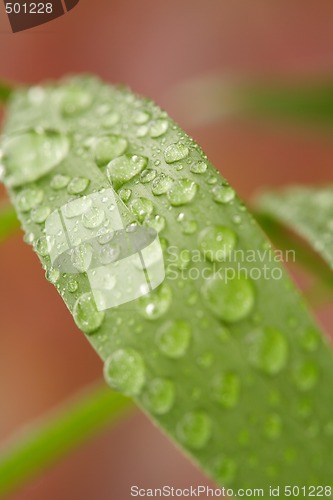 Image of Droplets on a leaf