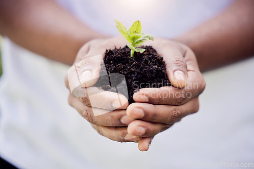 Image of Plant, growth and soil in hands for earth, environment or closeup on gardening care or working in agriculture, farming or nature. Farmer, hand and worker growing green, leaf and life in spring