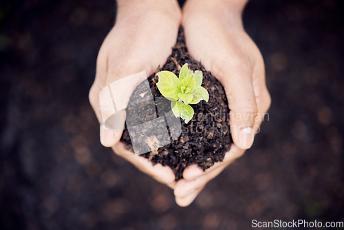 Image of Growth, hands and plant in soil for earth, environment or closeup on gardening care or working in agriculture, farming or nature. Farmer, hand and worker growing green, leaf and life in spring