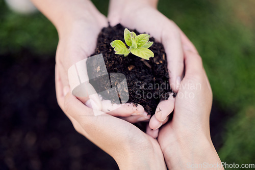 Image of Hands, growth and plant in soil for earth, environment or closeup on gardening care or working in agriculture, farming or nature. Farmer, hand and worker growing green, leaf and life in spring