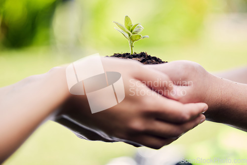 Image of Hands, growth and plant in soil for earth, environment or closeup on gardening care or working in agriculture, farming or nature. Farmer, hand and worker growing green, leaf and life in spring