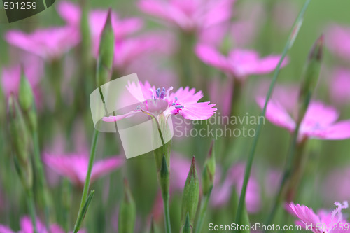 Image of Maiden Pink