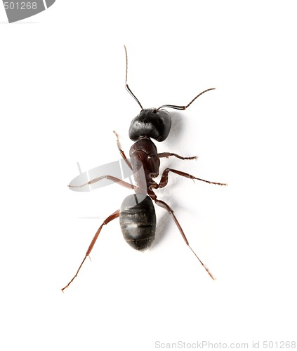 Image of Ant
