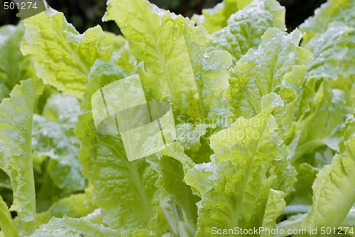 Image of Fresh Lettuce