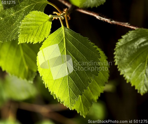 Image of Birch Leaf