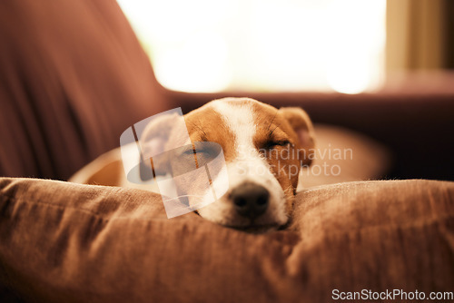 Image of Dog on couch, sleep and relax in home for happy pet in comfort and safety in living room. Tired Jack Russell sleeping on couch, furniture and pets with loyalty, cute face and pillow in lounge alone.
