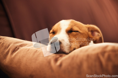 Image of Dog on sofa, sleep and peace in home for happy pet in comfort and safety in living room. Tired Jack Russell sleeping on couch, furniture and pets with loyalty, cute face and pillow in lounge alone.