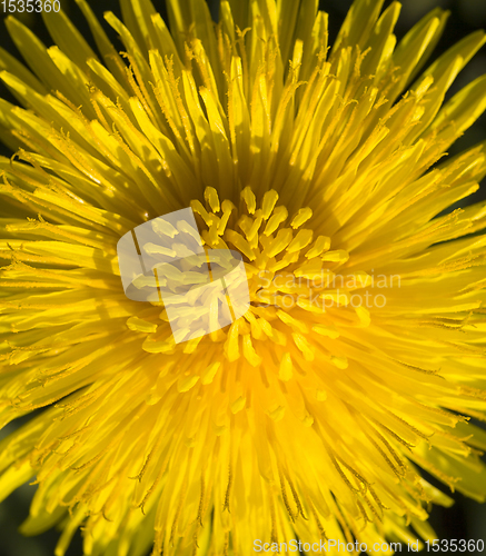 Image of beautiful yellow dandelion