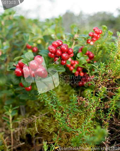 Image of Lingonberries, lat. Vaccinium vitis idaea