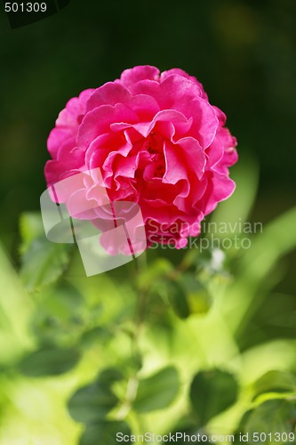 Image of Rose