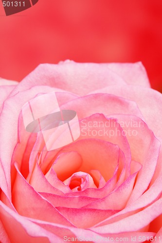 Image of Rose