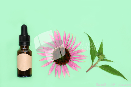 Image of Echinacea Natural Tincture for Coughs Colds and Bronchitis 