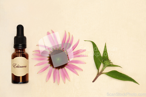 Image of Echinacea Herb for Natural Herbal Remedies 