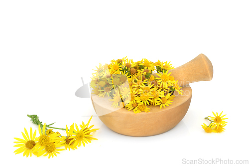 Image of Ragwort Flower Herbal Medicine Preparation