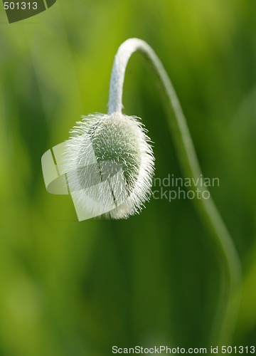 Image of Poppy bud