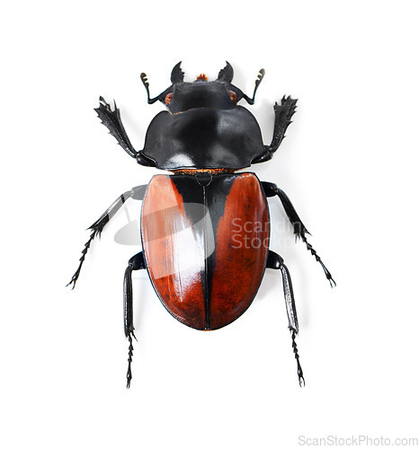 Image of Nature, insect and bug with black beetle in studio for wildlife, ecosystem and creature. Antenna, closeup and animal with invertebrate isolated on white background for mockup, environment and fauna