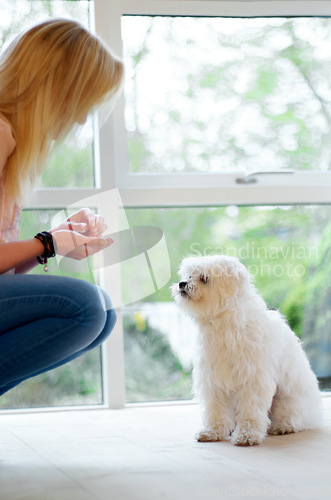 Image of Woman, food and feeding dog in a house with love, care and trust for obedience. Animal, pet puppy or Maltese poodle waiting for treat from owner for growth, training and development on home floor