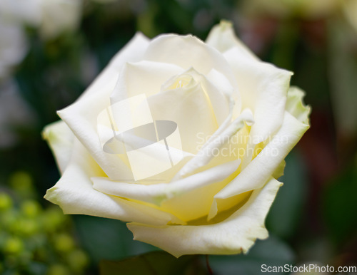 Image of Nature, flower and closeup of a white rose in a garden for a spring bouquet in a green environment. Sustainable, petals and zoom of a natural floral plant in a bush for gardening or outdoor botanical