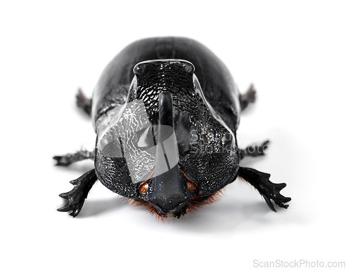 Image of Insect, creature and rhino beetle on a white background in studio for wildlife, zoology and natural ecosystem. Animal mockup, nature and closeup of isolated bug for environment, entomology and pest