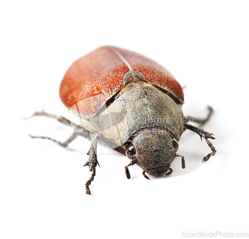 Image of Wildlife, bug and insect with closeup of beetle in studio for environment, zoology and fauna. Animal, natural and biodiversity with creature isolated on white background for mockup, pest or ecosystem