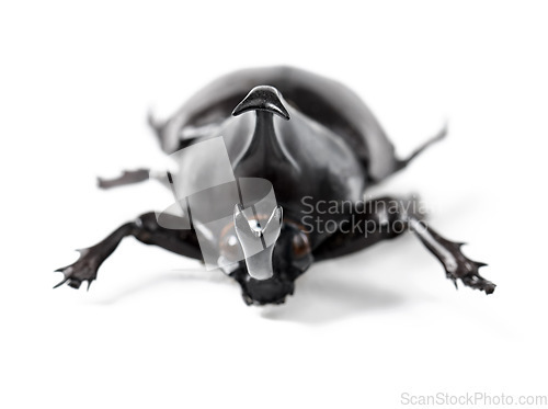 Image of Closeup, insect and beetle on a white background in studio for wildlife, zoology and natural ecosystem. Animal mockup, nature and isolated black creature for environment, entomology study and bug