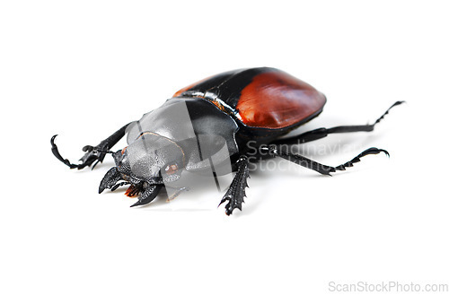 Image of Creature, insect and bug with black beetle in studio for wildlife, ecosystem and nature. Antenna, closeup and animal with invertebrate isolated on white background for mockup, environment and fauna