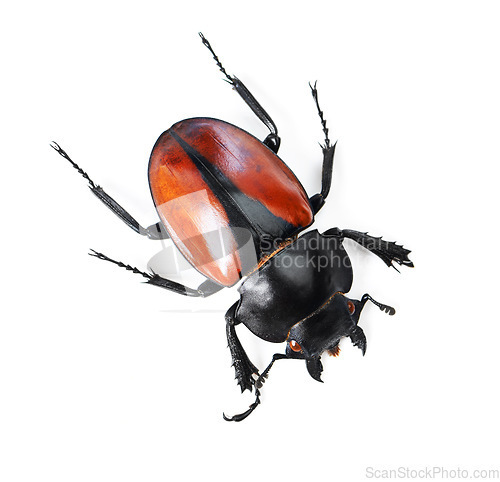 Image of Closeup, insect and bug with black beetle in studio for wildlife, ecosystem and creature. Antenna, nature and animal with invertebrate isolated on white background for mockup, environment and fauna